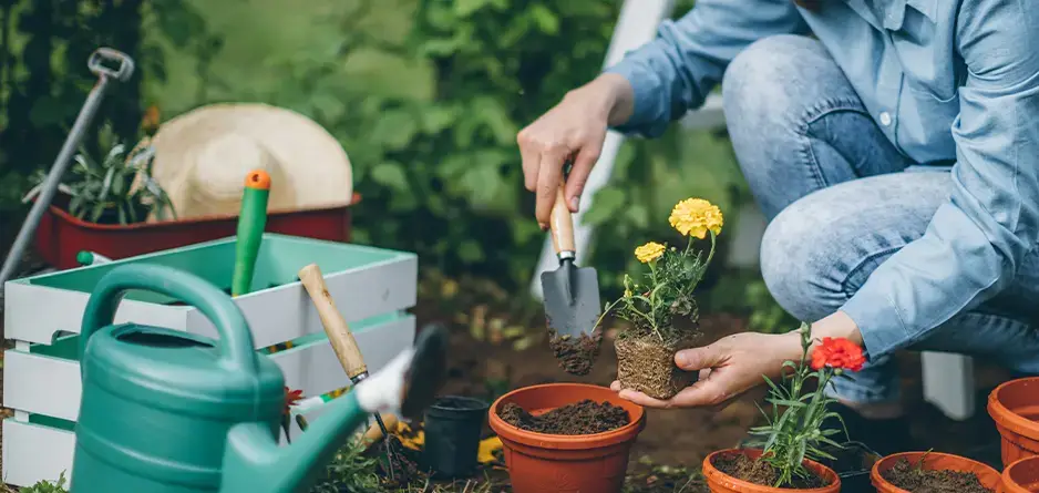 Gardener tends to flower pots surrounded by gardening equipment